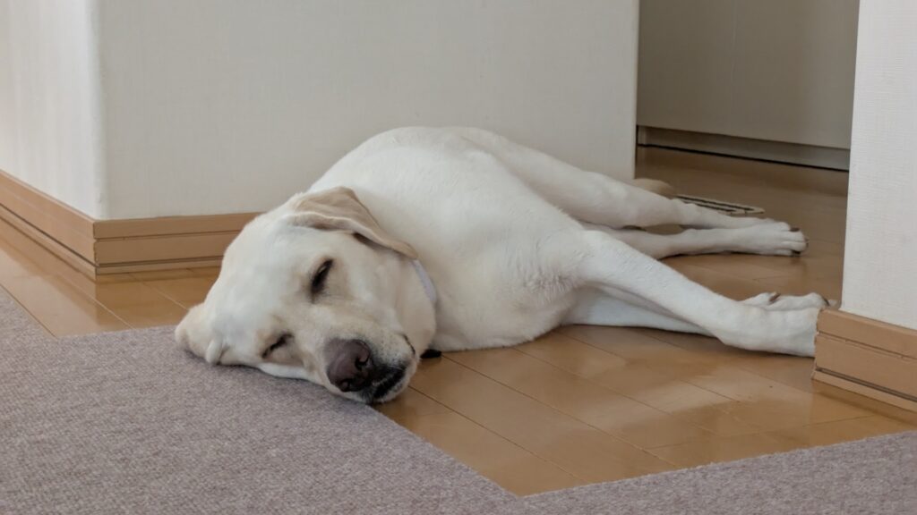 犬 暑い 寝る