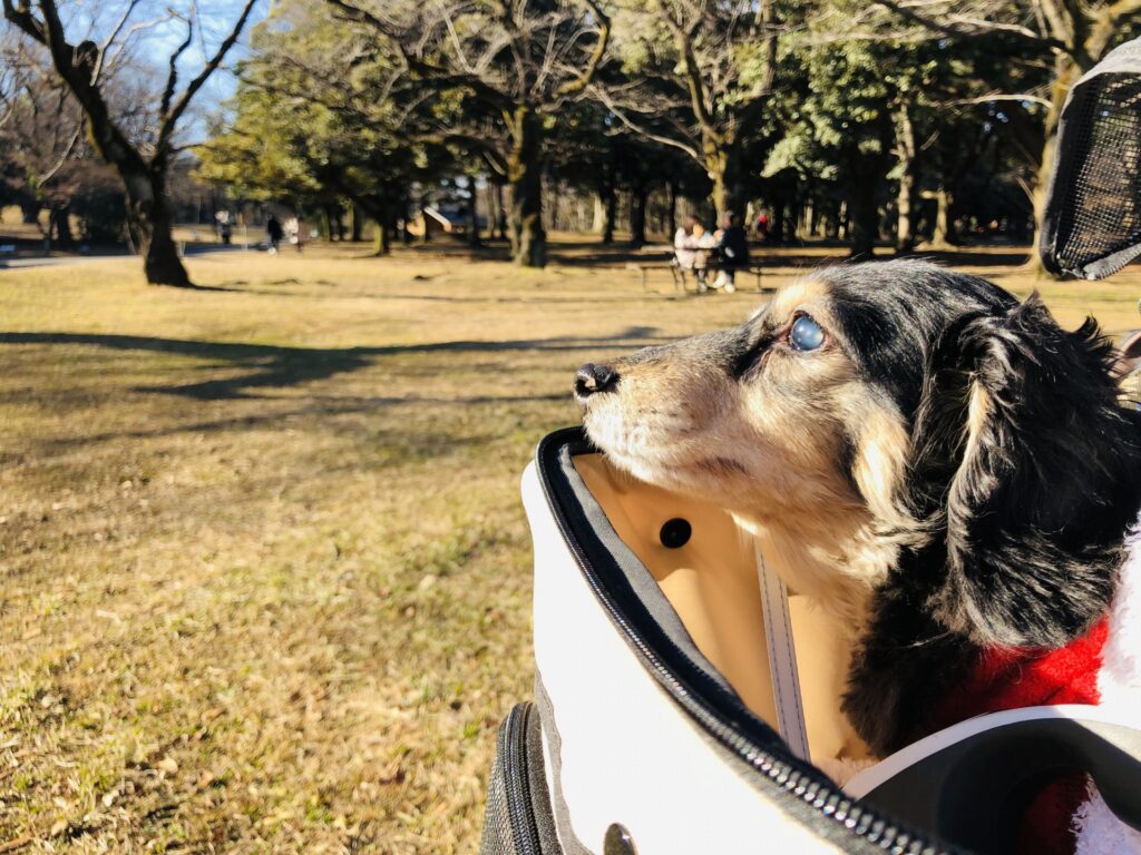 犬 カート シニア