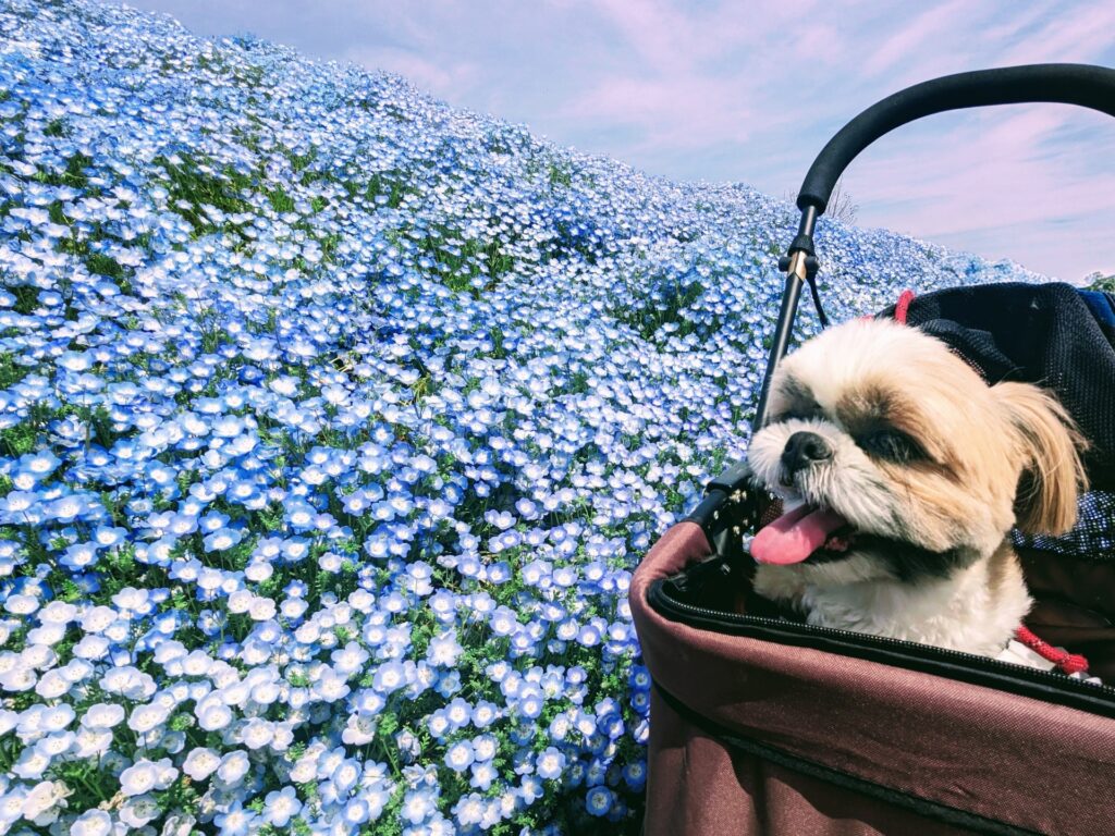 犬 カート