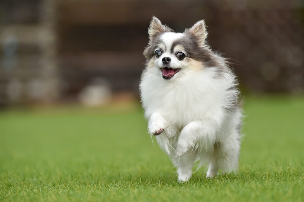 犬 散歩 走る