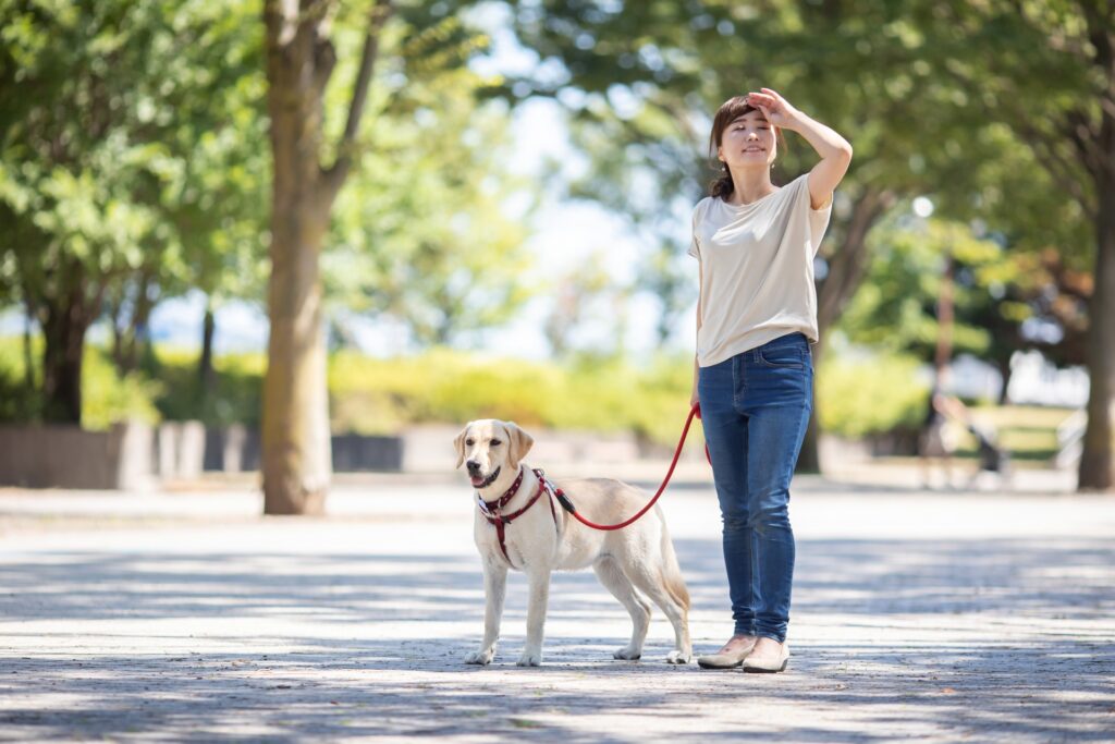 犬 散歩
