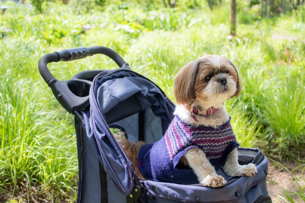 犬　カート