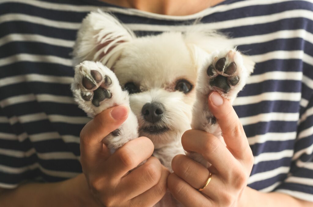犬　肉球