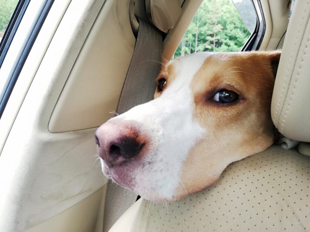 犬 ドライブ
