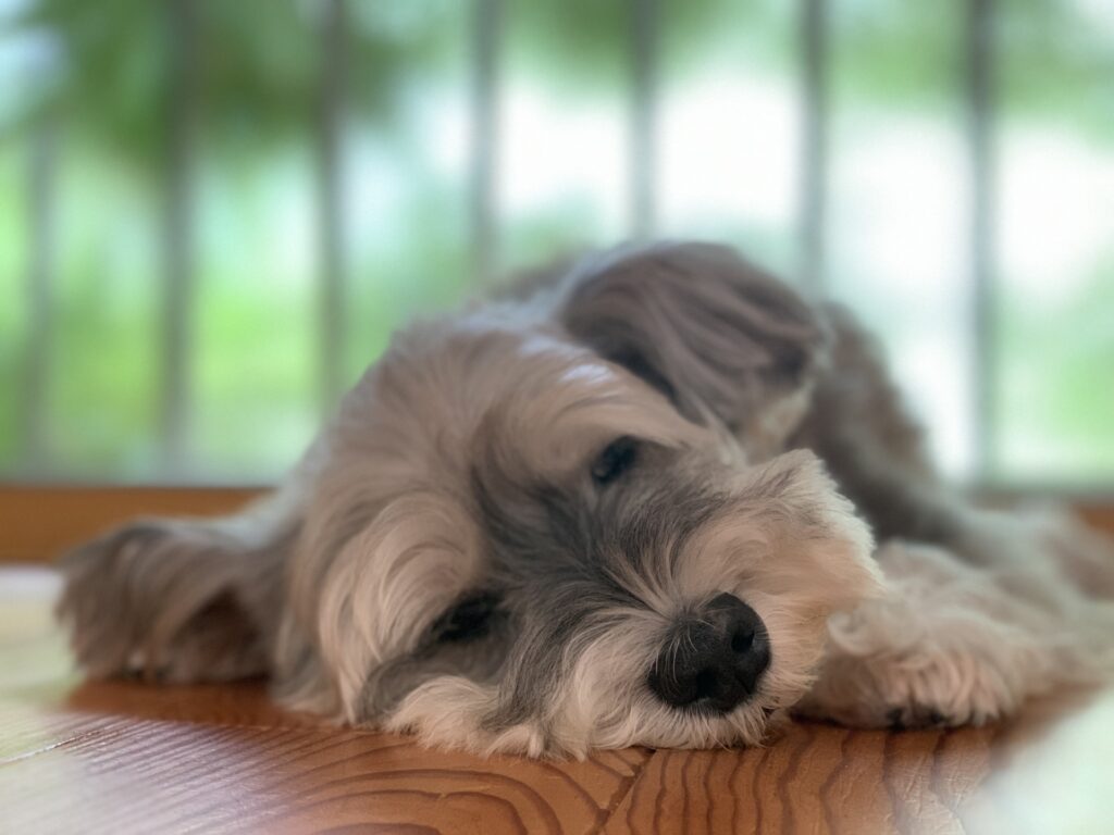 犬 暑い 寝る