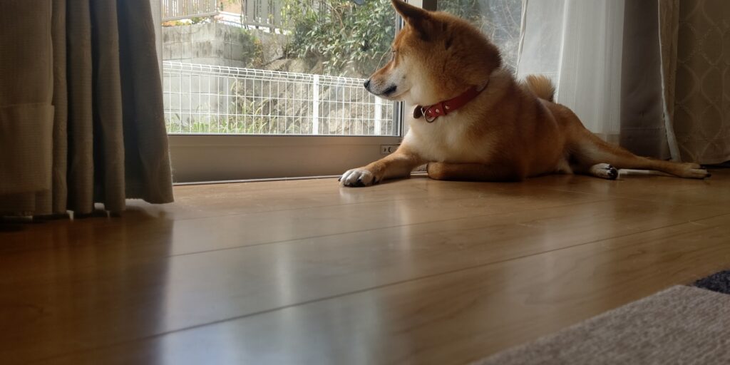 犬 家 寝る