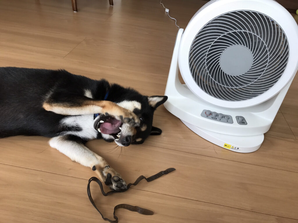 犬 暑い 扇風機