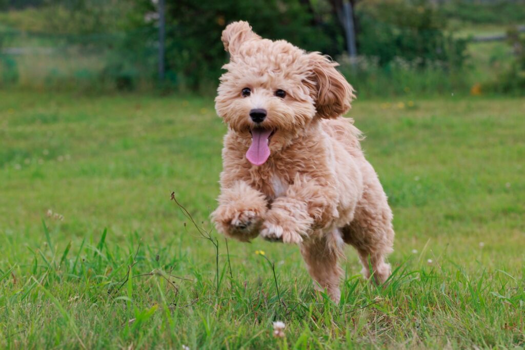 犬 走る 散歩