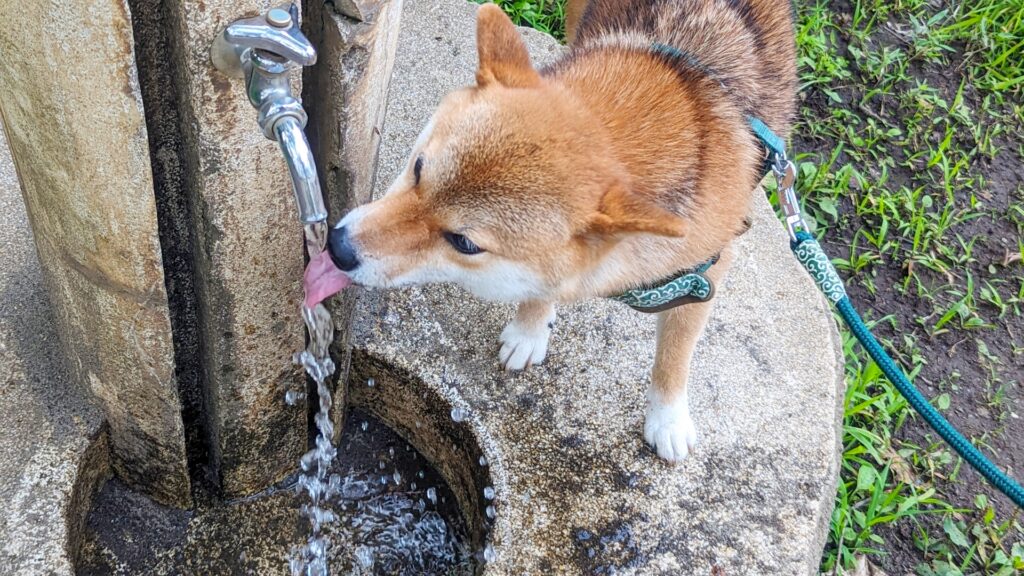 犬　水分　お散歩