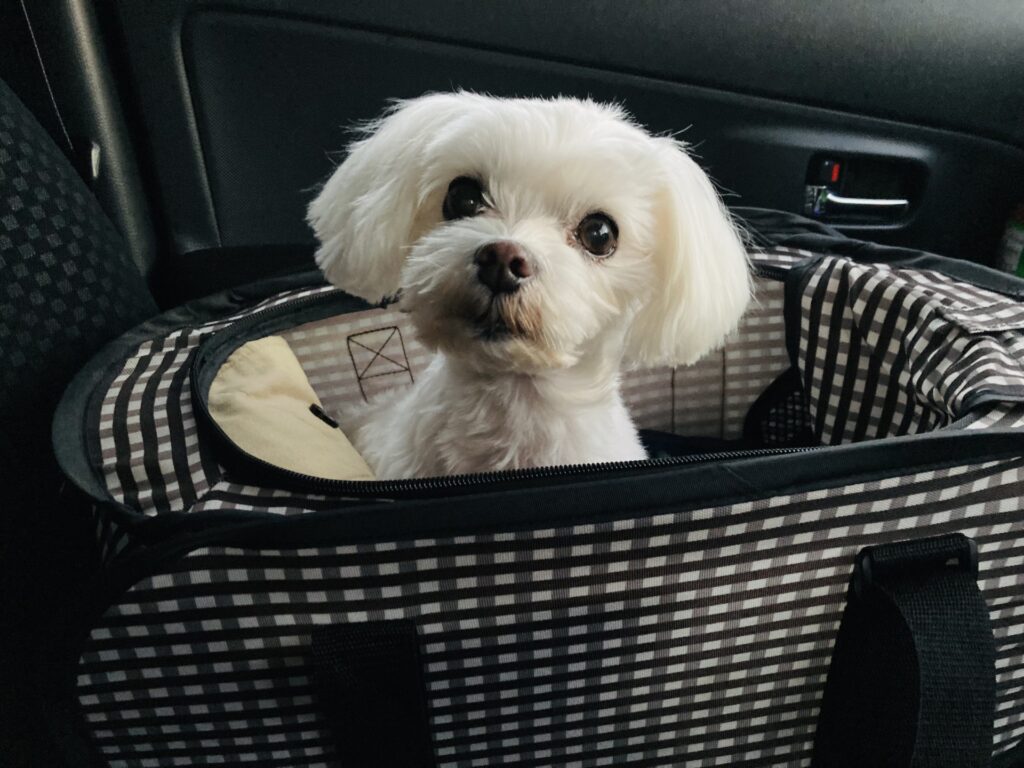 犬 ドライブボックス
