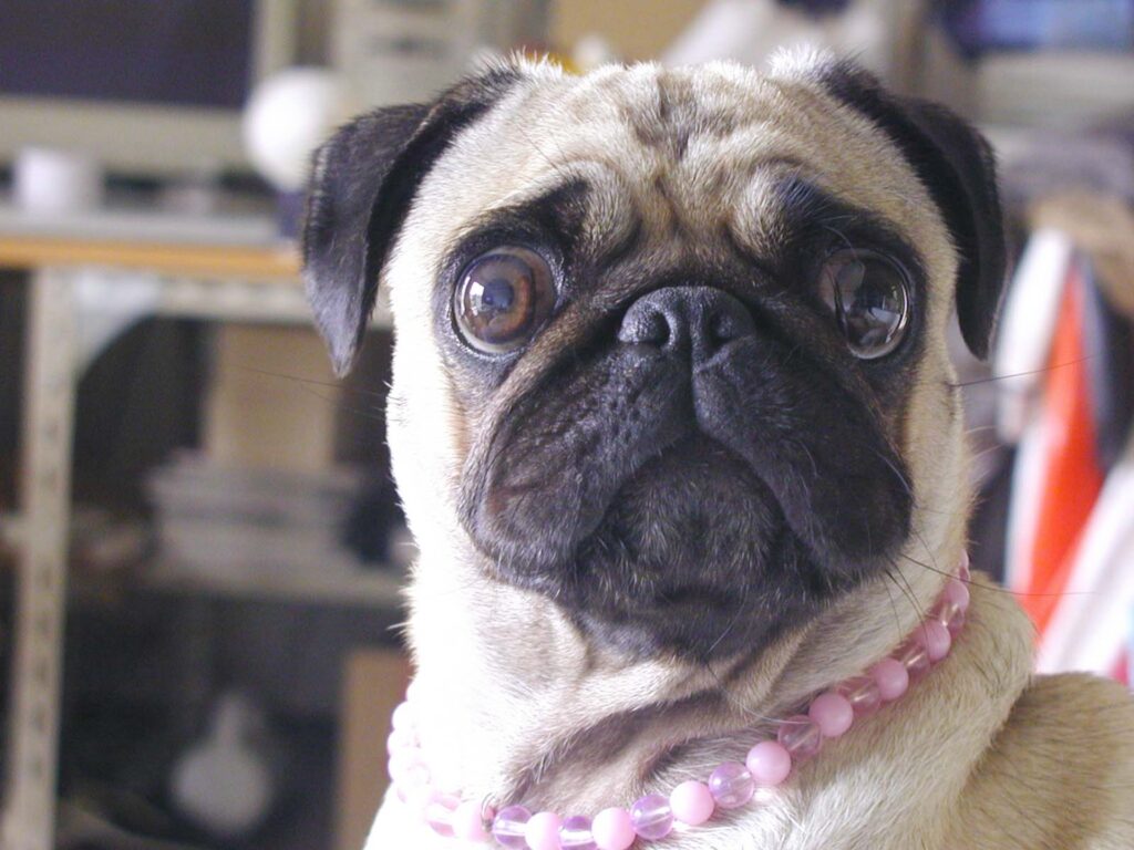 犬　びっくり　悲しい