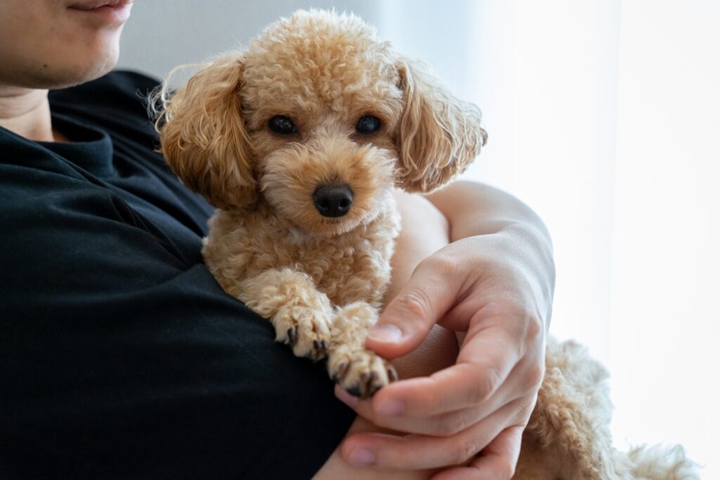 犬 抱っこ