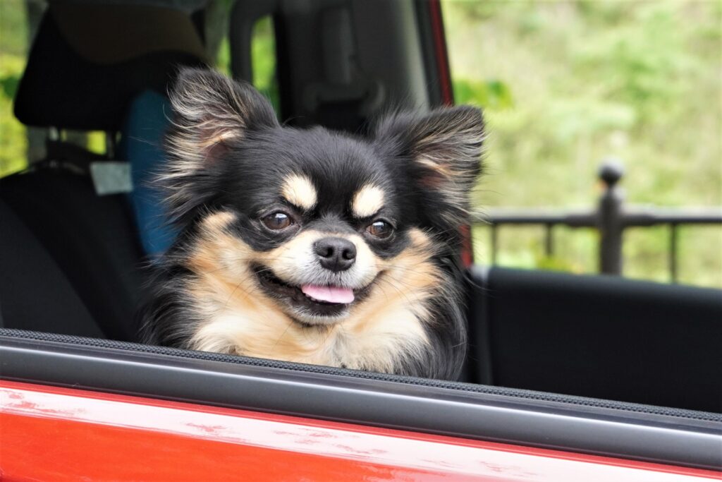 犬 ドライブ