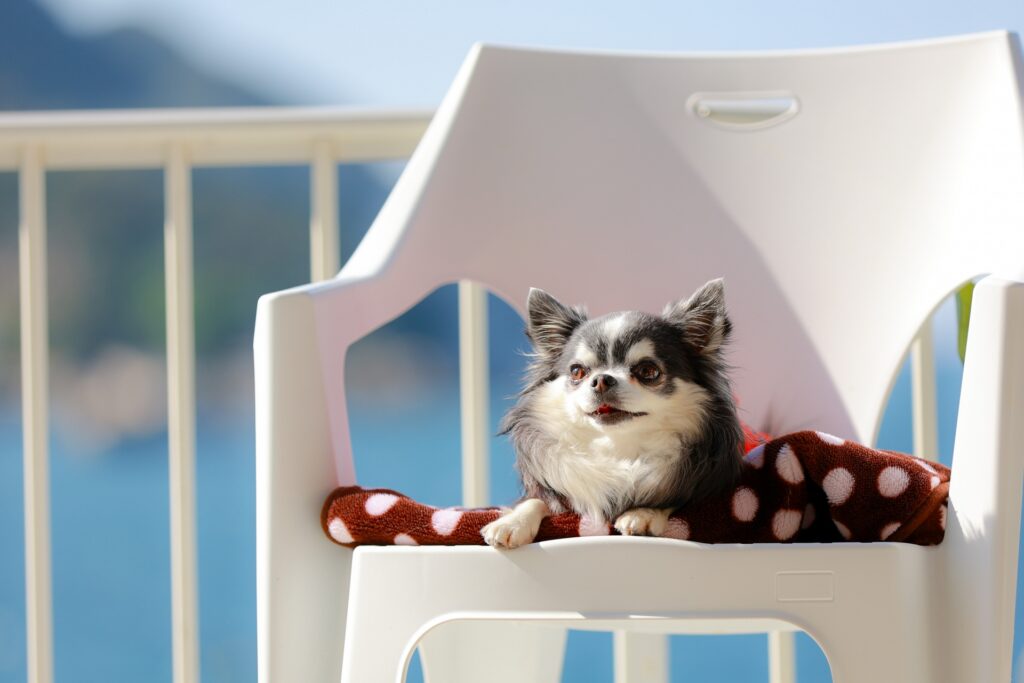 犬 座る バカンス