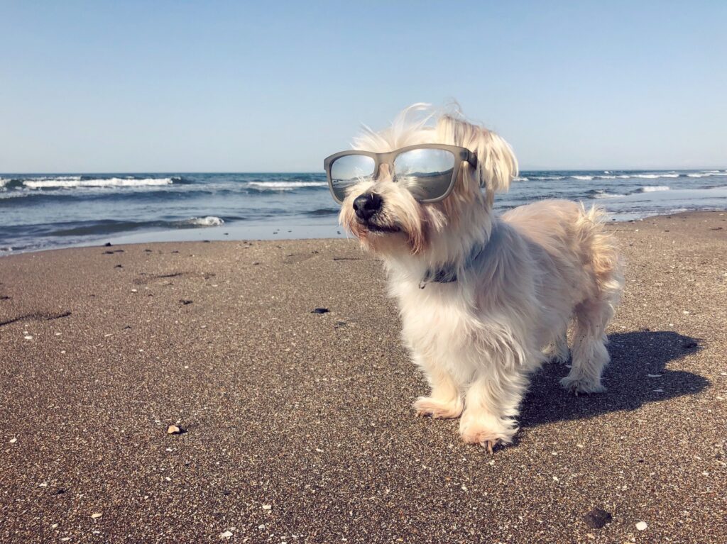 犬　散歩　海