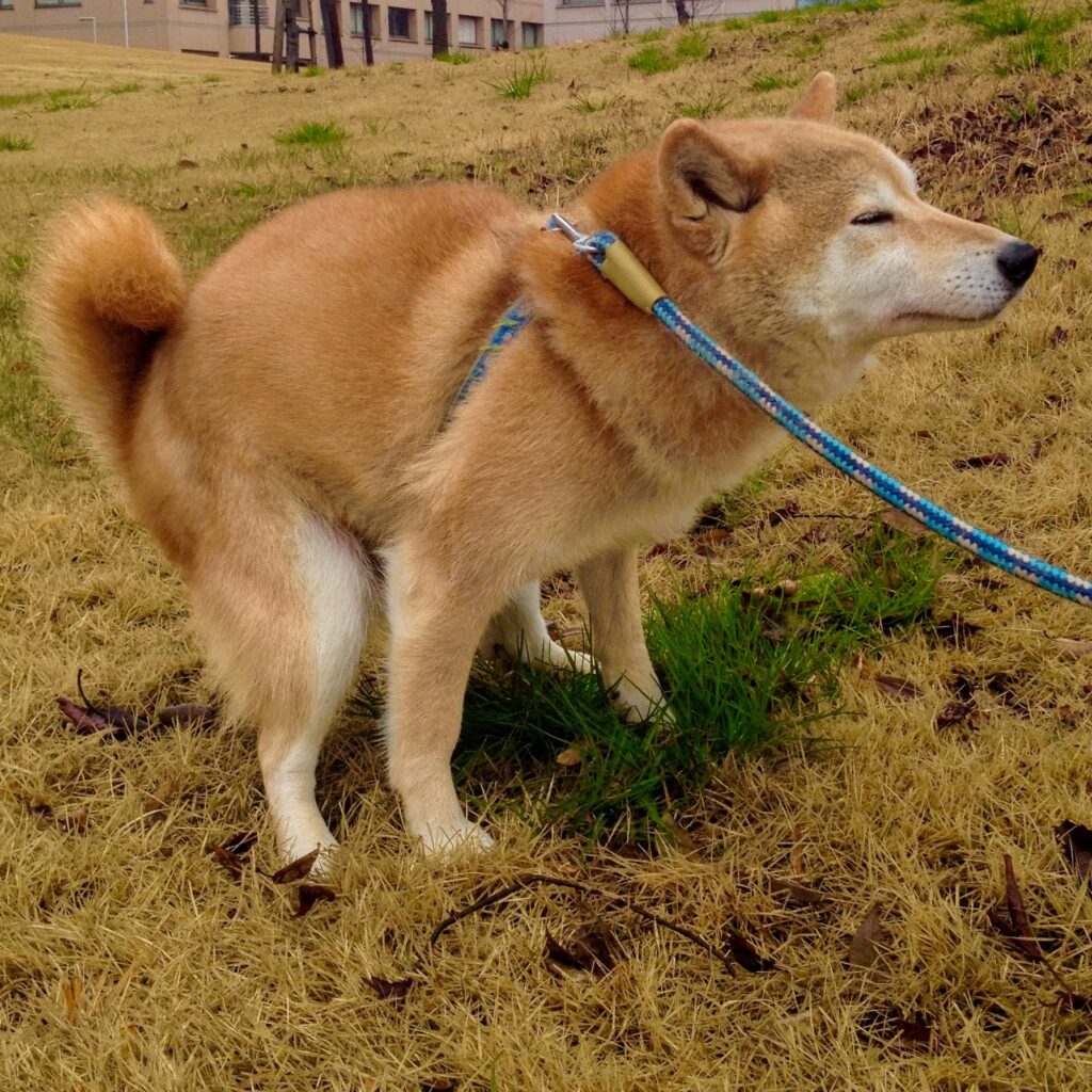 犬　散歩　排便