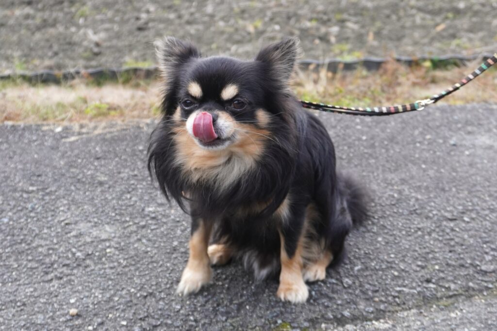 犬 散歩 食べる