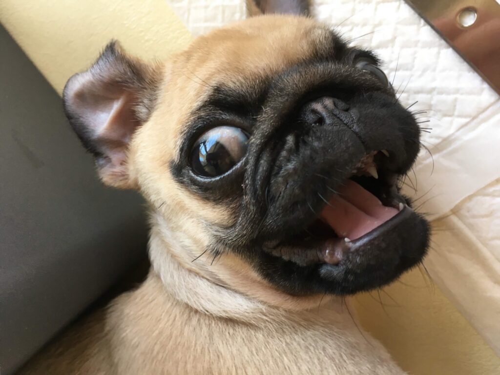 犬　びっくり　危険