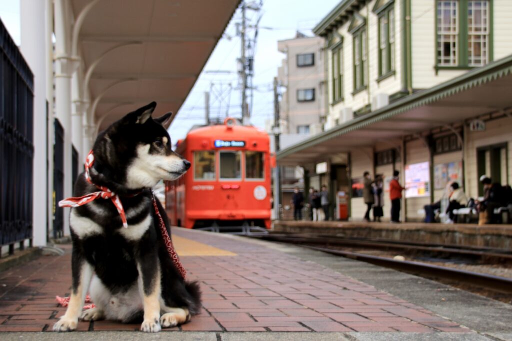 犬 電車