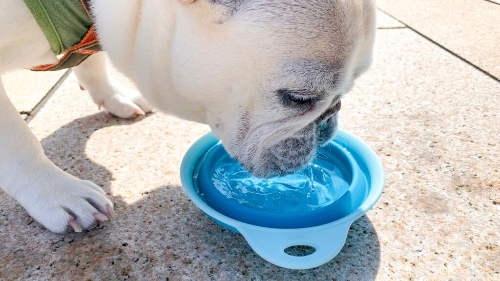 犬　水分　給水ボトル
