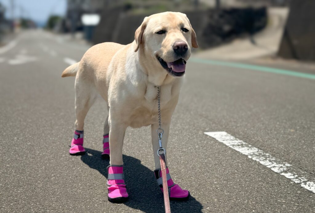 犬 靴 散歩