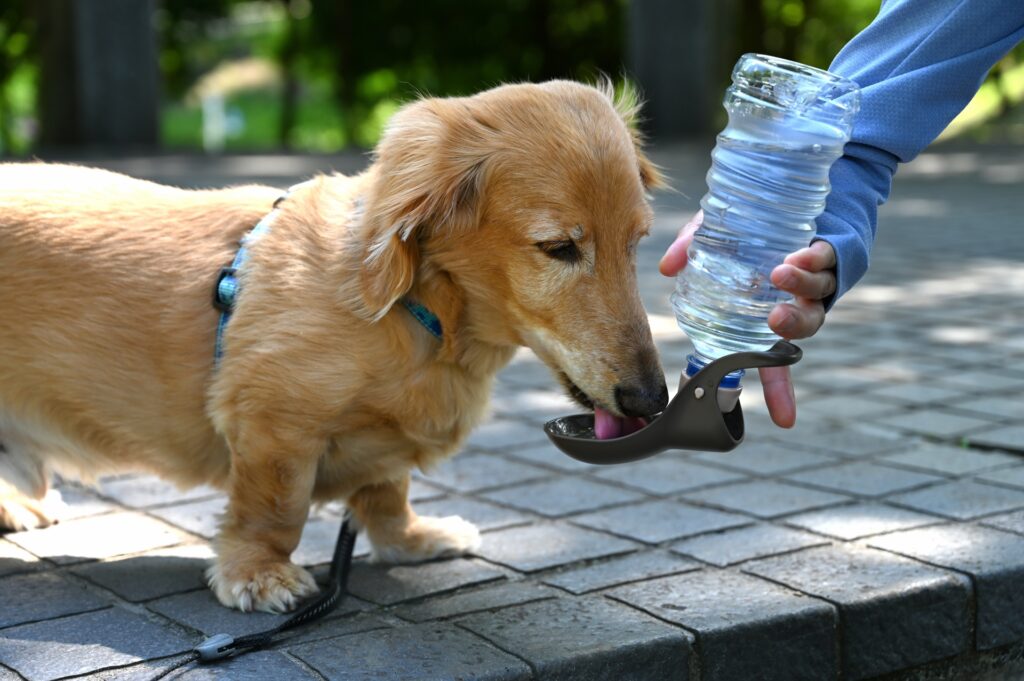 犬 水分 給水ボトル