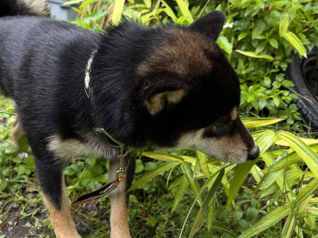 犬 散歩 食べる