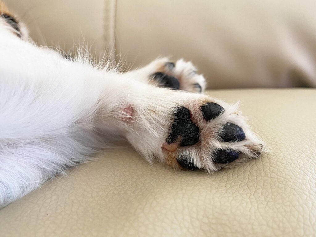 肉球
