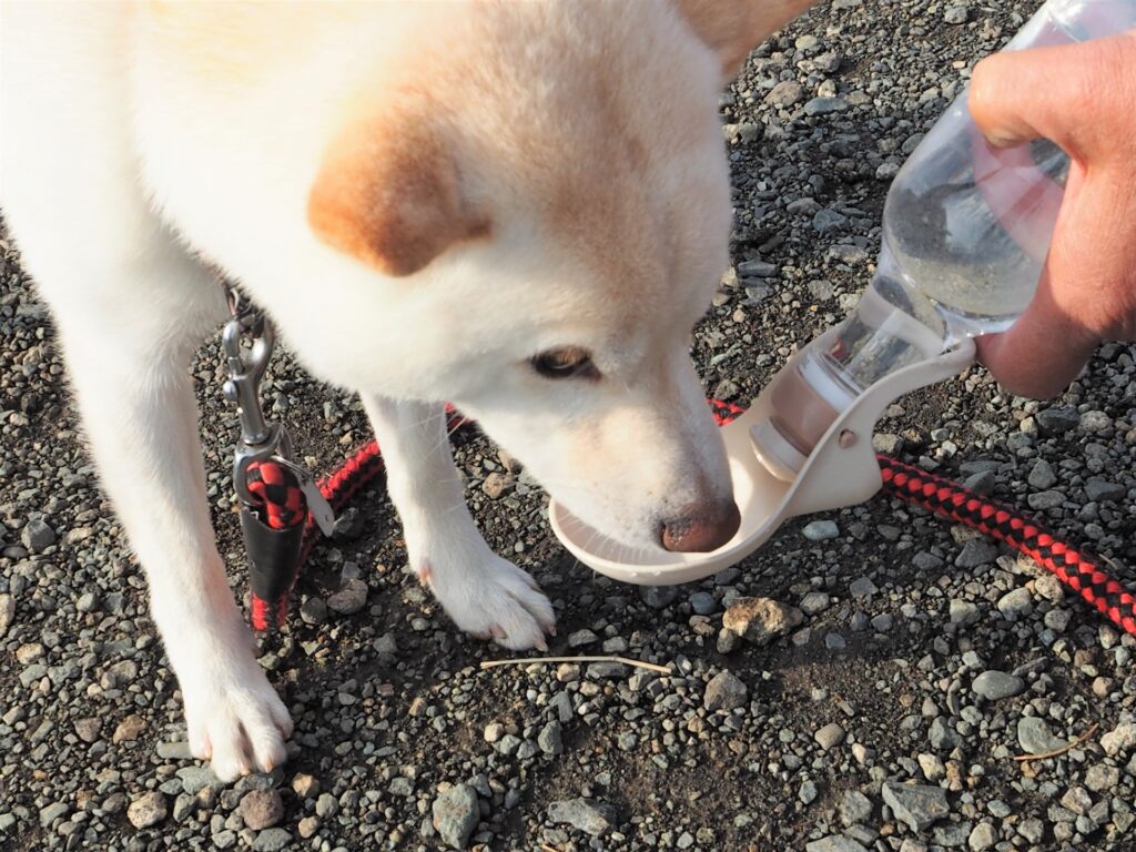 散歩　水分