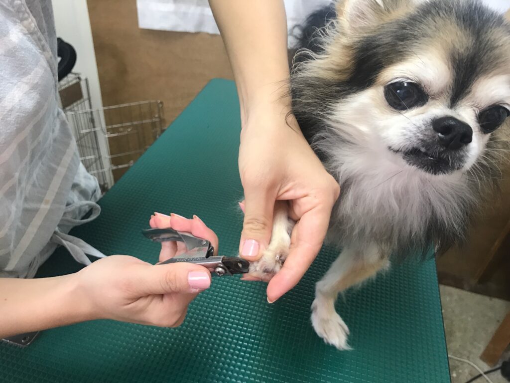 犬　爪切り