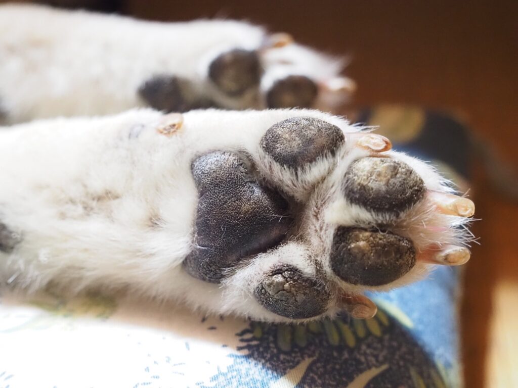 犬　肉球　爪