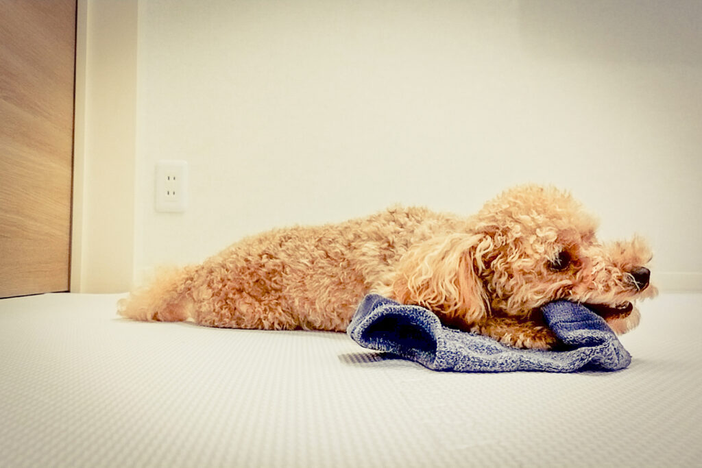 犬 靴下 遊ぶ