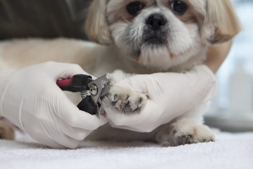 犬　爪切り