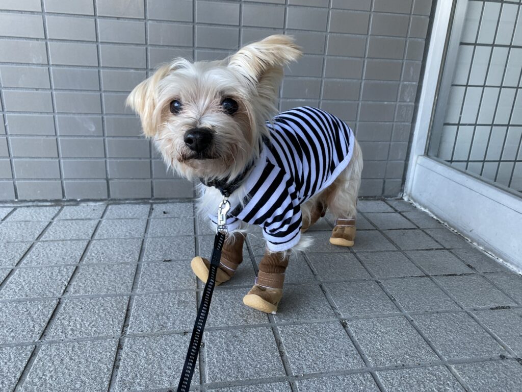 犬 靴