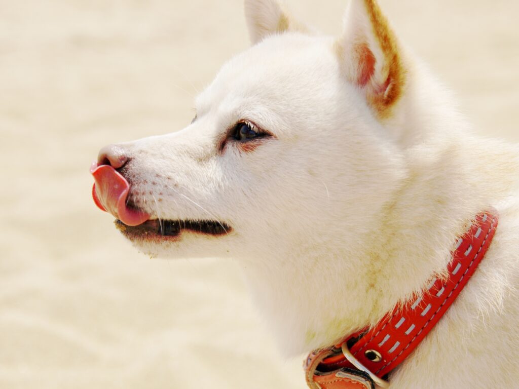 犬　舐める