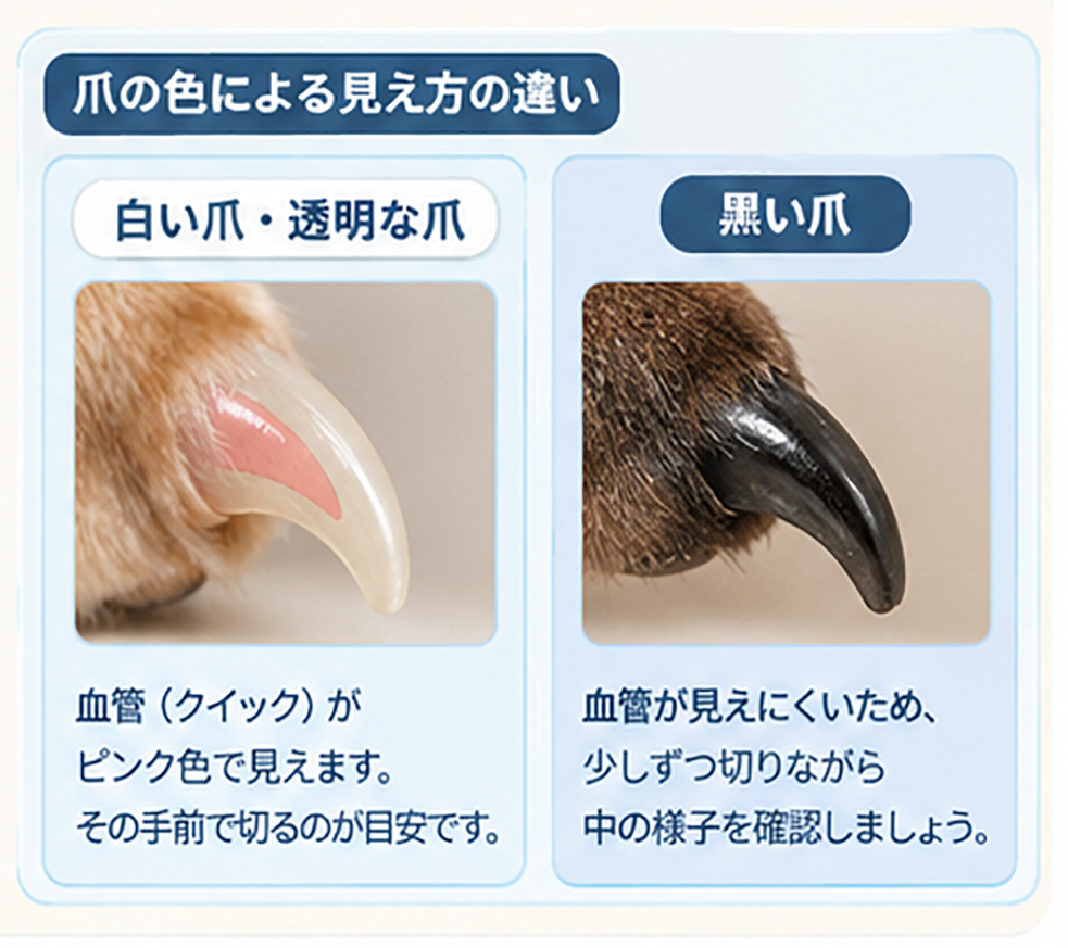 爪の色による見え方の違い
