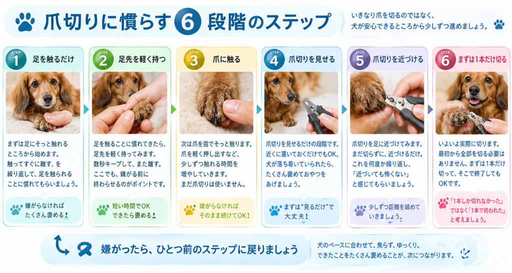 爪切りに慣らす６段階のステップ