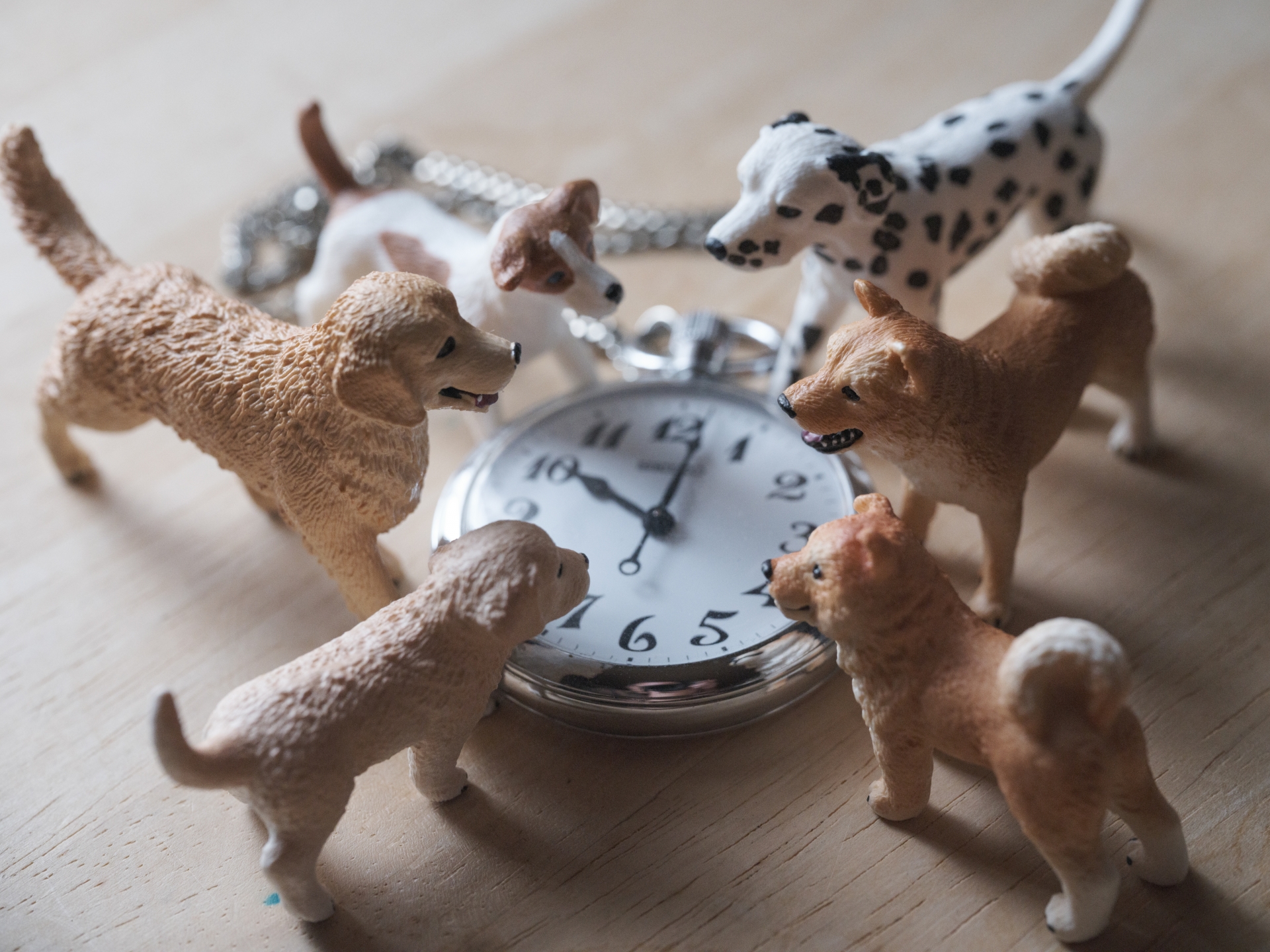 犬　時計