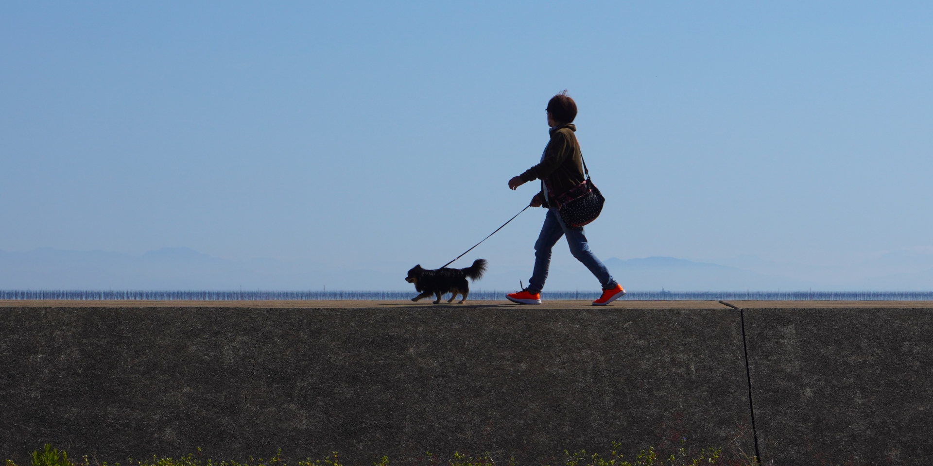 犬　散歩