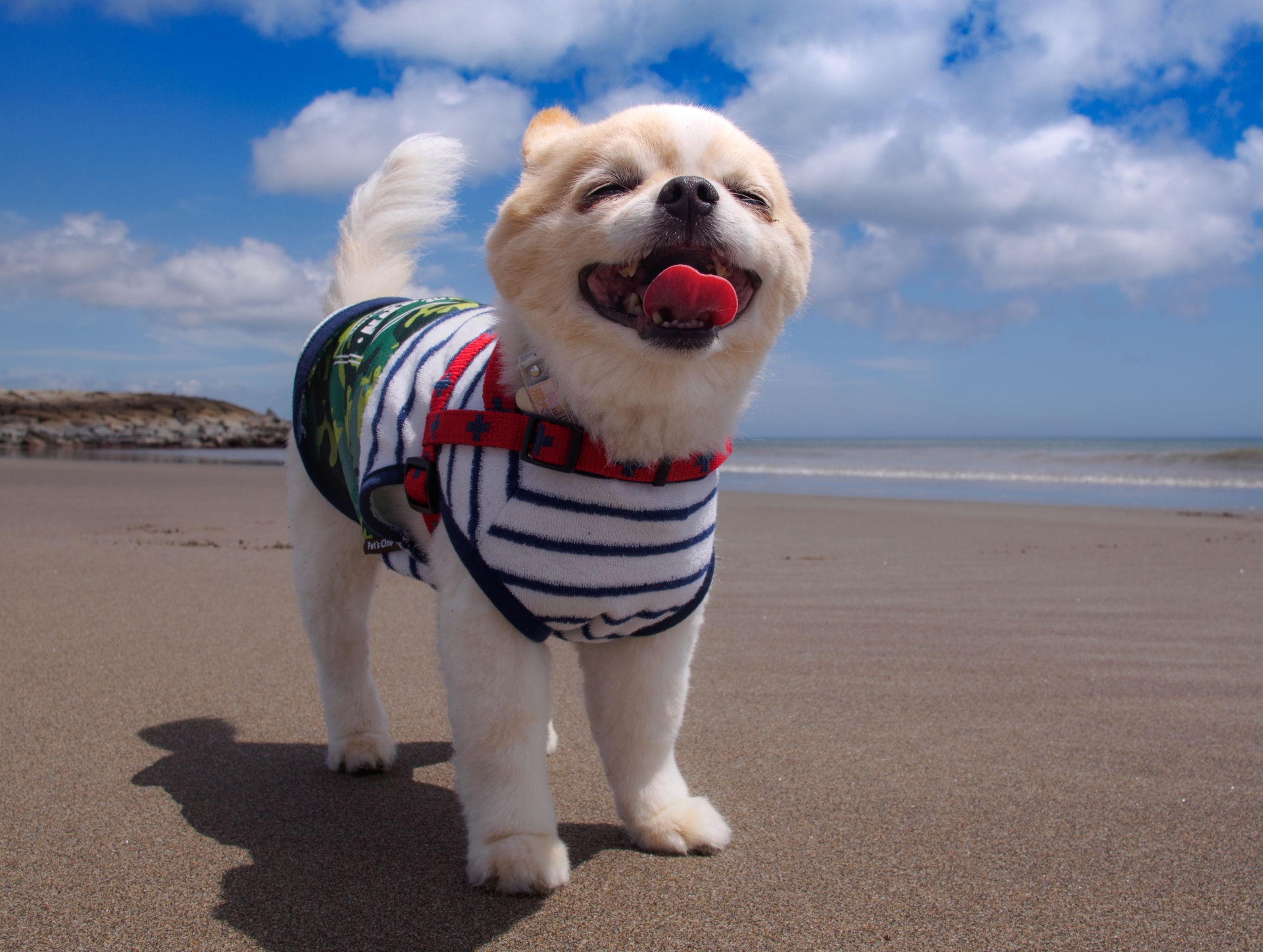 犬　ハーネス　散歩