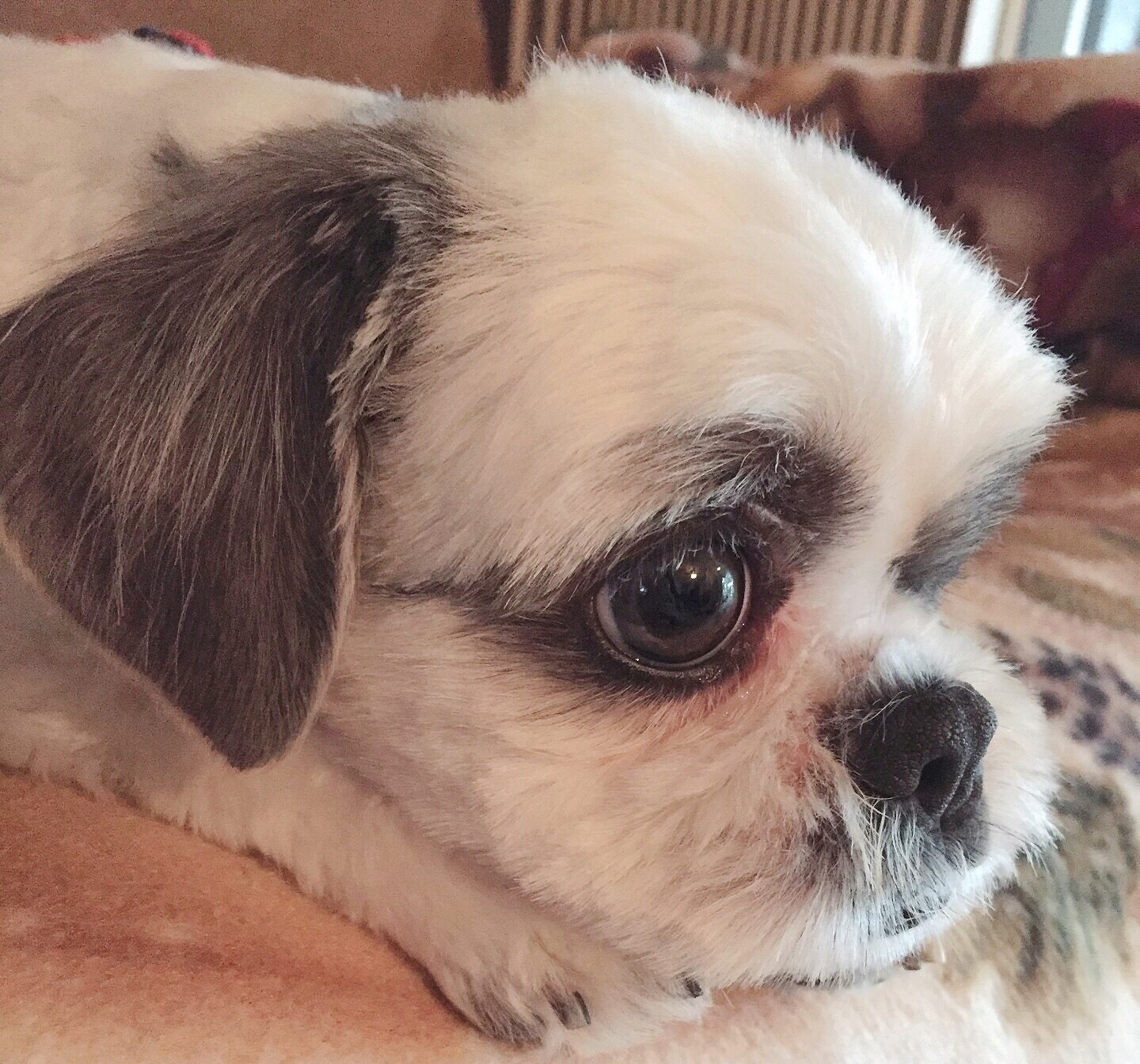 犬　涙やけ