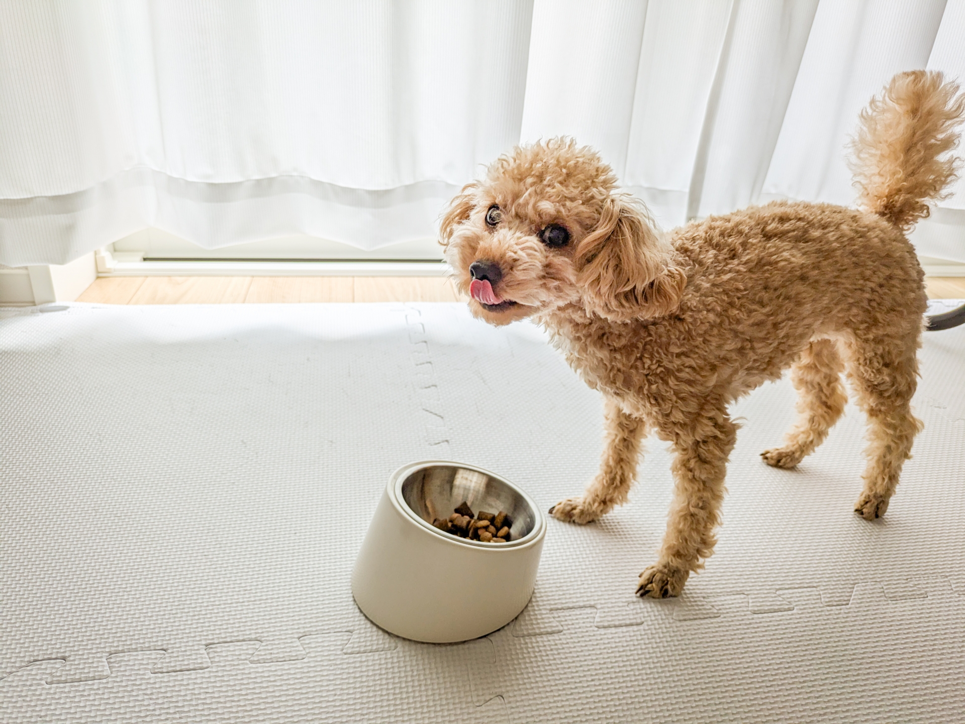 犬　ご飯