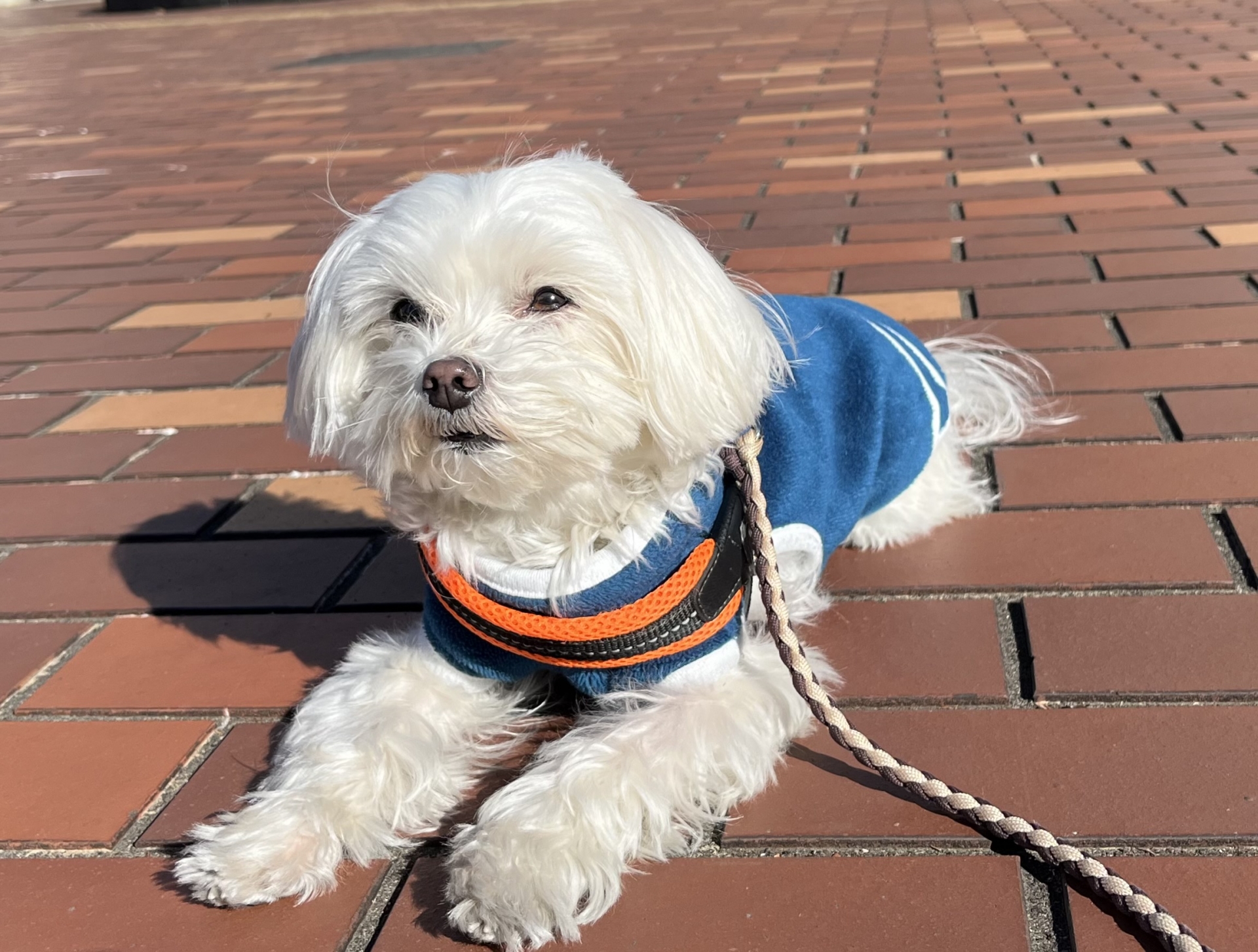 犬　ハーネス　散歩