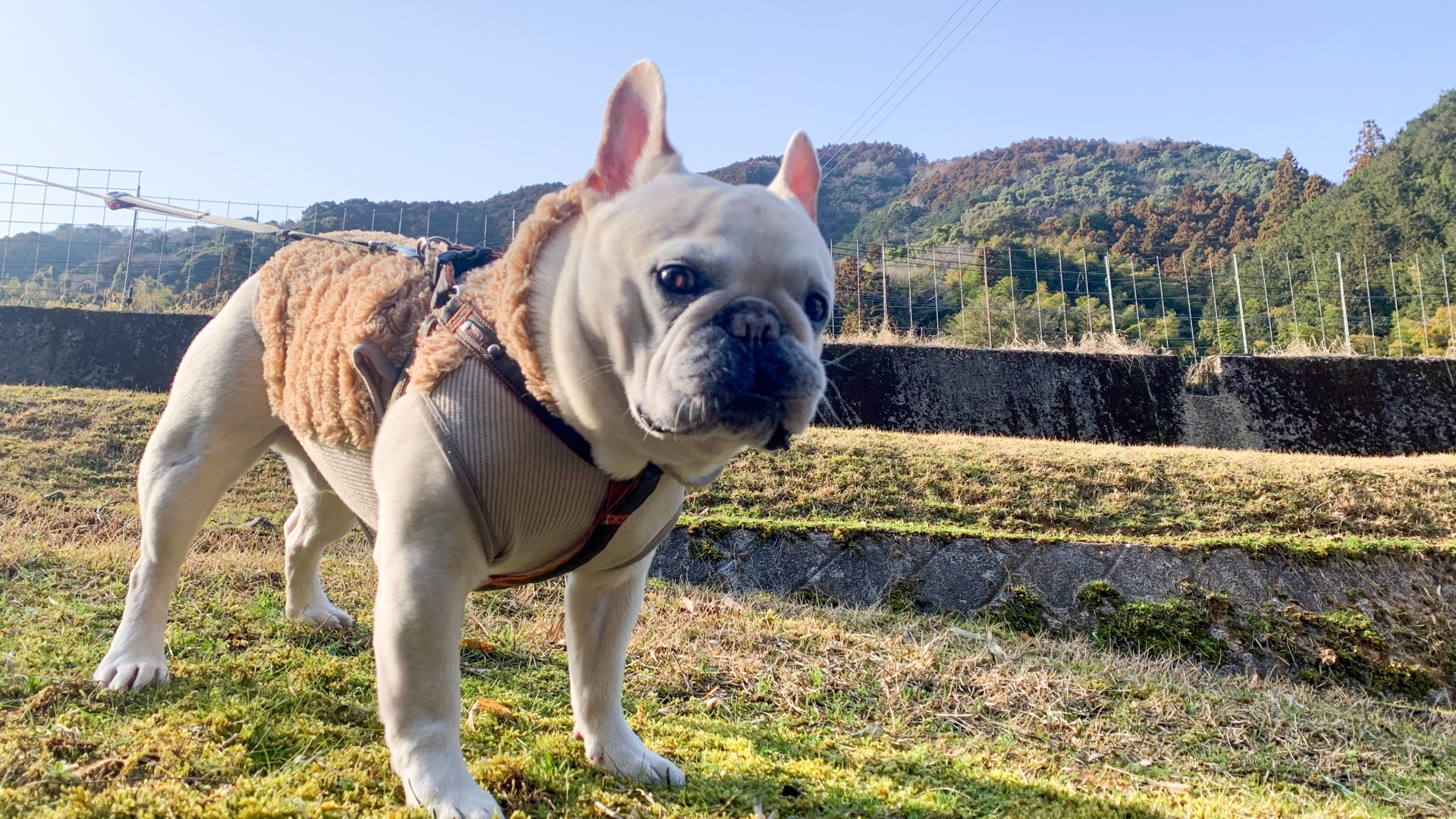 犬　ハーネス　散歩