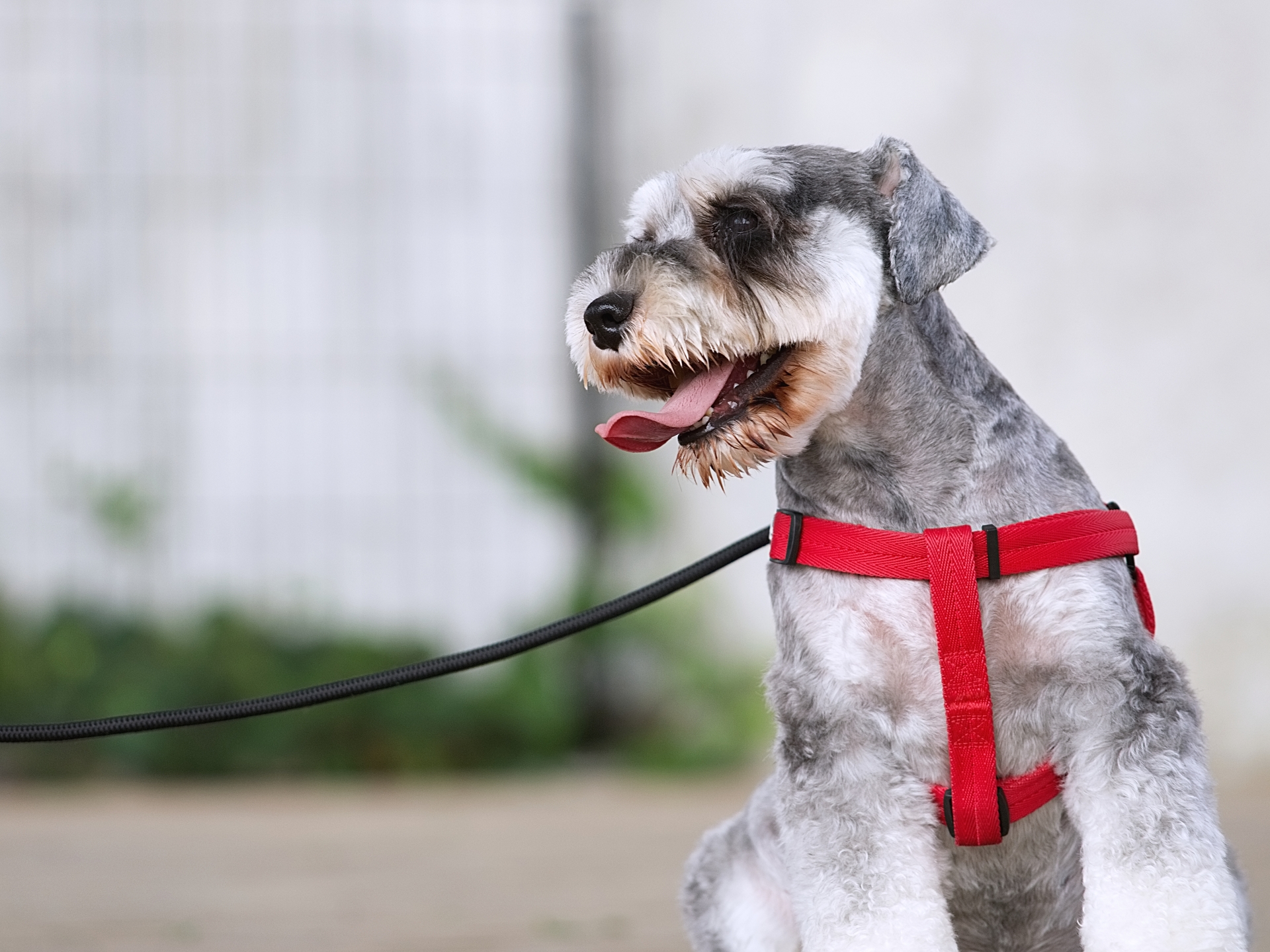 犬　ハーネス