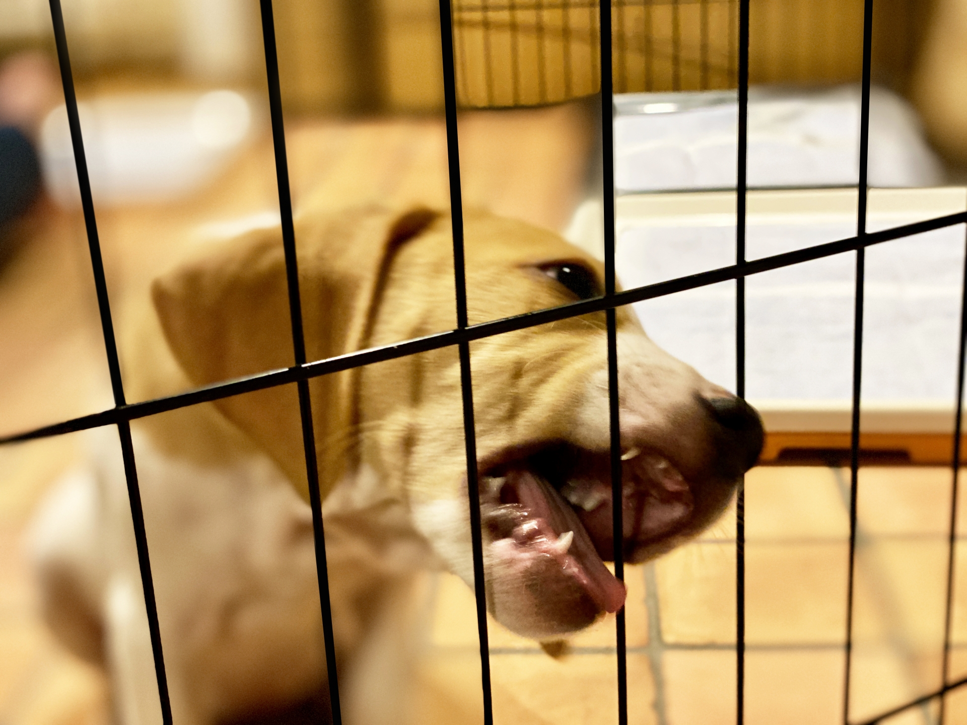 犬　ケージ