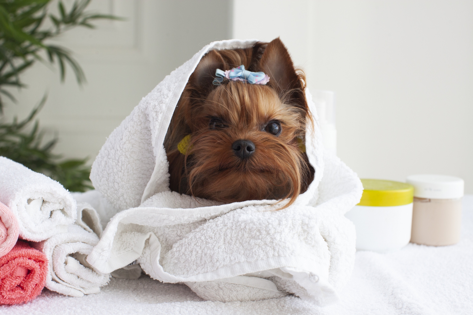 犬　お風呂