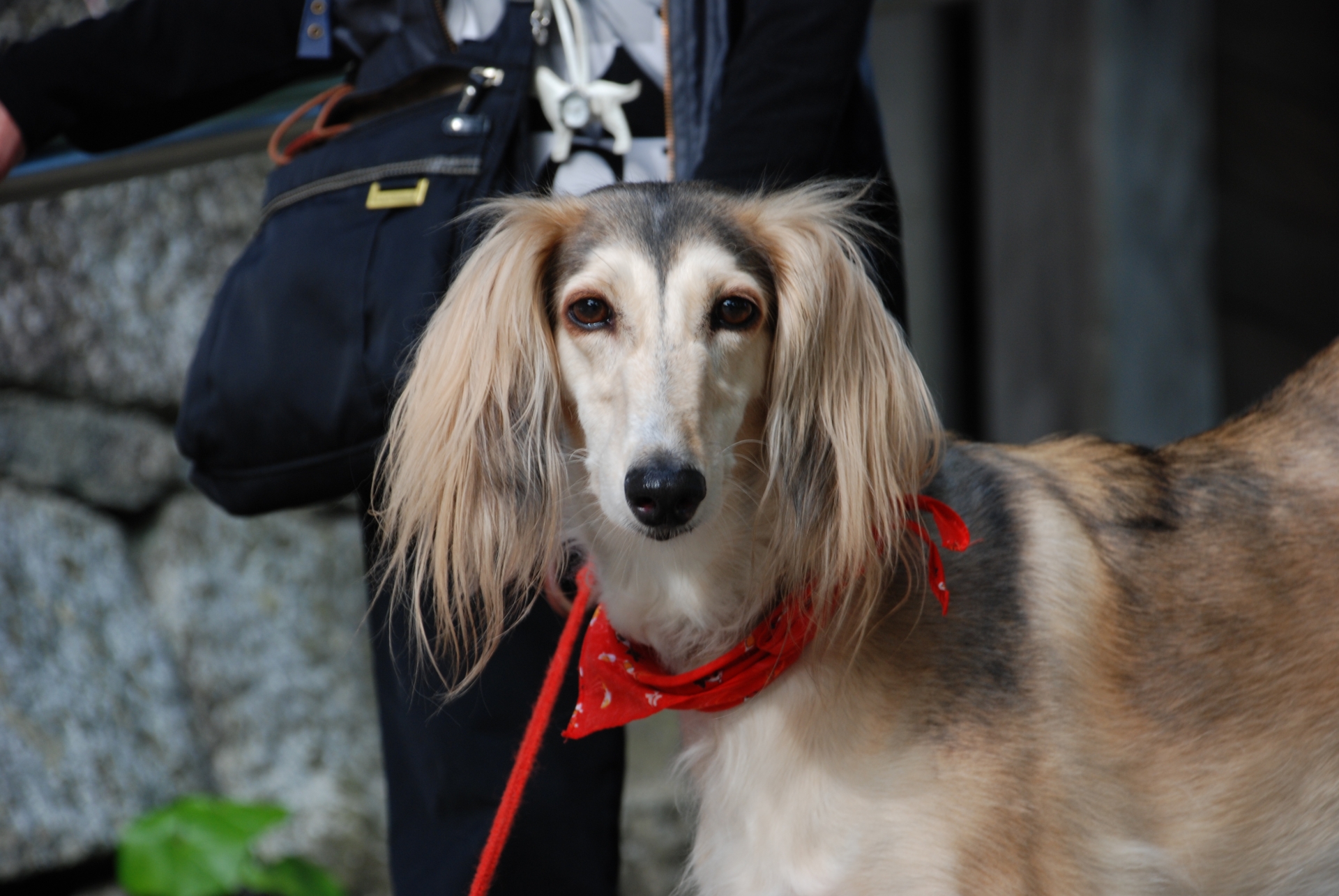 犬　散歩