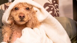 犬　お風呂