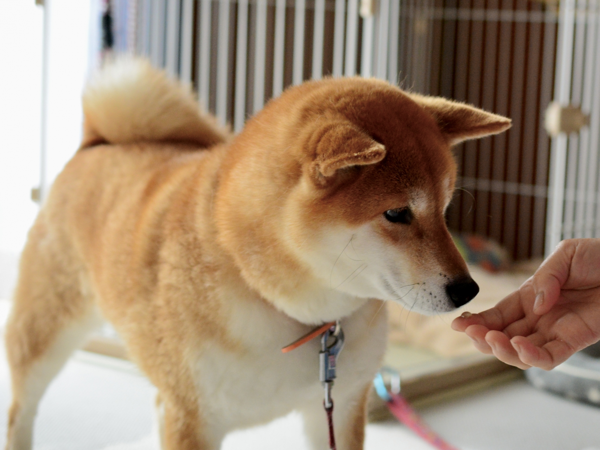 犬　歯磨き　ジェル